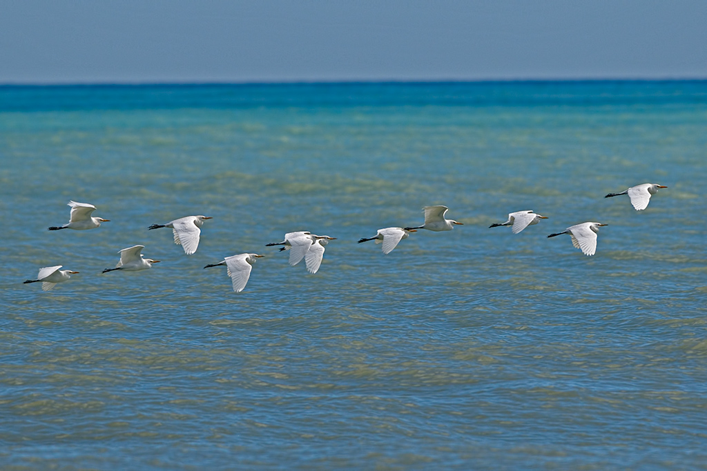 Egretta intermedia ?